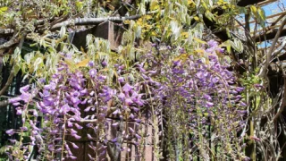 今朝も青空が広がり鳥の囀りが聞こえる秩父宮記念公園。

先週から咲き始めたフジの開花が進んでまいりましたので、本日4月26日（金）より、管理棟沿いの藤棚通路を開放いたします。
藤棚通路は通り抜けできませんので、Uターンしてお戻り下さい。
※最終日は今後の花の状態をみて決めさせていただきます。
春の爽やかな風にのって、フジの紫や白の花から上品な甘い香りが漂います。香りも一緒にお楽しみください。

園内木道ではクマガイソウが見頃を迎えました。
特徴的な姿のクマガイソウの花が陽の光に透けている姿も雨に濡れている姿も神秘的で美しいです。

木陰ではイカリソウやエビネが咲き、節花や三峰窯付近ではシラユキゲシがその名の通り涼し気な白い花を咲かせ、日当たりの良い草葺の庭や憩いの庭ではシラーが釣り鐘型の紫やピンク、白の花を咲かせ見頃を迎えております。

4月上旬、木々の枝には桜などの花が咲いておりましたが、下旬に入りその枝は柔らかな若葉に覆われております。
今だけの瑞々しい新緑の園内をお楽しみください。

 #秩父宮記念公園
 #藤
 #藤棚
 #熊谷草
 #碇草
 #海老根
 #シラー
 #草葺の庭
 #もみじ園
 #新緑の庭園