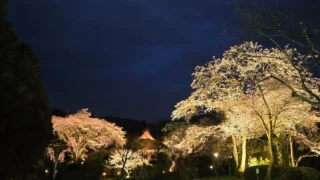 秩父宮記念公園 🌸夜桜ライトアップ開催中です🌸
11日(金)~13日(日)までライトアップの最終入園受付は20:00です。閉園20:30
昨日に続き本日も夕方から雷雨が降りましたが、日が暮れていくにつれて止んでまいりました。
雨にも負けずシダレザクラは見頃となっております。
散りはじめとなっておりますので、舞い降りる花びらもご覧いただけます。
先週は咲き始めだったヤエベニシダレザクラは見頃を迎えました。
12日、13日はフードイベントも開催いたします。
詳細は秩父宮記念公園ホームページなどをご覧ください。
#秩父宮記念公園
#桜
#夜桜ライトアップ
#茅葺母屋
#枝垂桜
#八重紅枝垂桜