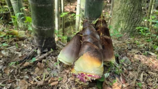 秩父宮記念公園に今年も筍の季節がやってきました!
冬の降雨の少なさに、今年は筍が少ないかな?と心配しておりましたが、春にたくさん雨が降ったためか、例年より遅れて顔を出し始めました。
現在朝採りの筍を売店休憩所にて販売しております。
※数に限りがあります、筍が出てくるまでの期間限定の販売となります。また、雨の日は販売いたしません。
うぐいす亭 では筍を使ったメニューやピクルスも販売しております。
新緑の園内を散策しながら季節の味もお楽しみください。
#秩父宮記念公園
#初夏の庭園
#筍