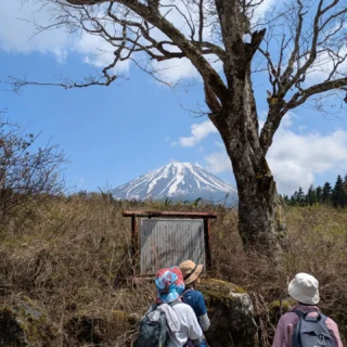 4/26は、富士山ぐるっと一周 第10回へ行ってきました!
富士クラシック付近からふじてんリゾートまで
約12㌔の道のりを完歩✨
おすすめポイントは、樹海の歴史を聞ききながらの
樹海歩き、新緑の森林浴等。
道ななき道をかき分け、茨の植物に体をチクチクとつつかれながら歩いた経験も良き思い出ですね😅
途中富士山も顔を出してくれたので、
やっぱり運がイイ!
ご参加いただいた皆様ありがとうございました🙂↕️
次回は、5/24 第11回です!
ぐるっと一周も残り2回です!
全て催行するので、最後まで楽しみしょう!
#富士山
#御殿場
#富士登山
#ハイキング
#トレッキング
#富士山みくりやの旅
#バスツアー
#御殿場アウトレット
#大自然
#登山
#写真
#国内旅行
旅行#山歩き
#絶景
#やまぼうしさ
#ありがとうございました
#秩父宮記念公園
#乙女森林公園キャンプ
#japan
#travel
#photogram
#gotembagram
#hiking
#trek
#tour