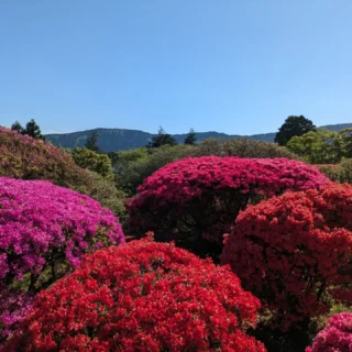 5/8は、花めぐり&岡田美術館閉館後貸切鑑賞ツアーへ行ってきました!
・小田原フラワーガーデンでバラ鑑賞🌹
・漁港の駅TOTOCOで新鮮魚介の食べ放題🐟️
・ちぼり湯河原スイーツファクトリーのお買い物🍪
・小田急山のホテルでツツジとシャクナゲ鑑賞🏵️
・岡田美術館で貸切鑑賞🖼️
ゆったりとしたバスツアーで、お花も見頃を迎え、
旬の魚介を食し、高級スイーツ店でお買い物、美術館の貸切鑑賞等、盛り沢山でした✨️
ご参加いただいた皆様ありがとうございました。
また別のツアーでお会いできるのを楽しみにしております😊
#富士山
#御殿場
#富士登山
#ハイキング
#トレッキング
#富士山みくりやの旅
#バスツアー
#御殿場アウトレット
#大自然
#登山
#写真
#観光
#旅行
#山歩き
#絶景
#秩父宮記念公園
#乙女森林公園キャンプ
#小田急山のホテル
#ちぼり湯河原スイーツファクトリー
#漁港の駅TOTOCO
#岡田美術館
#小田原フラワーガーデン
#japan
#travel
#photogram
#gotembagram
#hiking
#trek
#tour