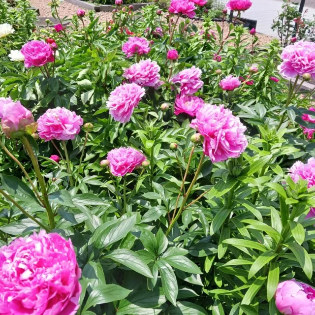 御殿場市中央公園 シャクヤクが満開です。
#シャクヤク
#芍薬
#満開
#色とりどり
#御殿場中央公園
#御殿場市
#富士山
#MtFuji