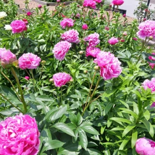 御殿場市中央公園 シャクヤクが満開です。
#シャクヤク
#芍薬
#満開
#色とりどり
#御殿場中央公園
#御殿場市
#富士山
#MtFuji