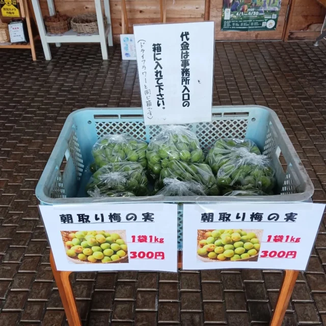 御殿場の自然の中で育った｢梅の実｣の販売品をしています！御殿場市中央公園(管理棟)
#御殿場市中央公園 
#御殿場市
#梅の実
#町中公園
#梅
#梅雨入り
#梅雨