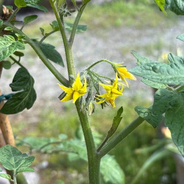 乙女森林公園第2キャンプ場では、プランター野菜を育てています。
ミニトマト、ナス、キュウリが順調に育っています。(ピーマン、パプリカ、オクラも育てています）
#御殿場市
#乙女森林公園
#森林公園キャンプ場
#富士山の見えるキャンプ場
#富士山
#プランター野菜
#ミニトマト
#ナス
#キュウリ
#金時山
#箱根
#乙女峠