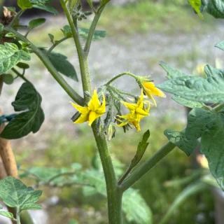乙女森林公園第2キャンプ場では、プランター野菜を育てています。
ミニトマト、ナス、キュウリが順調に育っています。(ピーマン、パプリカ、オクラも育てています)
#御殿場市
#乙女森林公園
#森林公園キャンプ場
#富士山の見えるキャンプ場
#富士山
#プランター野菜
#ミニトマト
#ナス
#キュウリ
#金時山
#箱根
#乙女峠