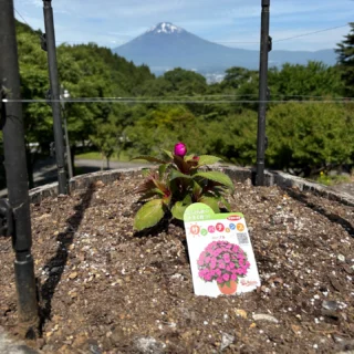 サンパチェンス、マリーゴールド、ジニアを植栽しました。
これから秋まできれいに咲き続けます。
＊悪戯好きのカラスがいるため周囲を釣糸で囲んでいます。
#御殿場市
#乙女森林公園キャンプ場
#富士山の見えるキャンプ場
#富士山
#マリーゴールド
#ジニア
#サンパチェンス
#金時山
#箱根
#乙女峠
#フォレスト乙女
#カラス除け