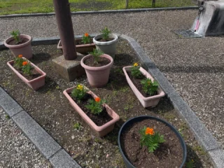 桜公園からお知らせします。
公園内のプランターの植え替えが完了しました。
これから、元気に咲いていって欲しいです。

#御殿場桜公園
#御殿場中央公園
#中央公園ミニ水族館
#富士山
#mtfuji
#マリーゴールド
#百日草
#プランター
#園芸