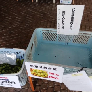 完売御礼！！
1袋300円の梅はお陰さまで完売いたしました。
お買い求めのお客さまありがとうございました。
美味しく漬けてくださいね🫒

※キズあり梅も残り少なくなってきています。
お早めにお越しください！

#御殿場市中央公園
#梅
#梅シロップ
#梅ジュース
#また来年
#ガーデン
#富士山の見える公園
#MtFuji