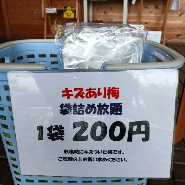 傷あり梅の詰め放題始めました！
梅酒や梅シロップにするなら品質に問題ありません！！
数量限定なのでお早めにお越しください！

#御殿場中央公園
#梅詰め放題
#梅販売
#梅
#梅酒
#梅シロップ
#梅干し
#暑い夏にすっぱい梅干し
#梅販売中
#数量限定