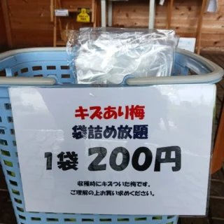 傷あり梅の詰め放題始めました！
梅酒や梅シロップにするなら品質に問題ありません！！
数量限定なのでお早めにお越しください！

#御殿場中央公園
#梅詰め放題
#梅販売
#梅
#梅酒
#梅シロップ
#梅干し
#暑い夏にすっぱい梅干し
#梅販売中
#数量限定
