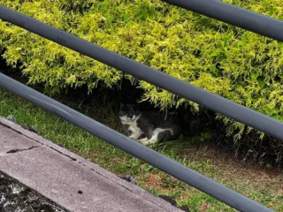 桜公園からお知らせします。
日中、猫も日陰で休憩中でした。
#御殿場市桜公園
#御殿場市中央公園
#中央公園ミニ水族館
#富士山
#mtfuji
#猫
#休憩
#日陰