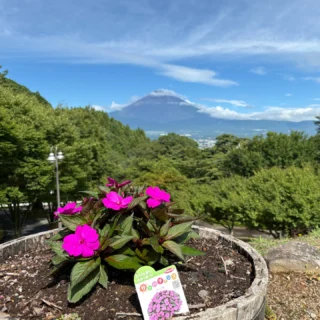 夏の富士山!山開きで本格的な登山シーズン到来です!
乙女森林公園キャンプ場では、6月上旬に植えたサンパチェンスも大きくなって、たくさんの花を咲かせています。
秋までにどんどん大きくなり、たくさんの花を楽しむことができます。
#乙女森林公園キャンプ場
#御殿場市
#富士山の見えるキャンプ場
#富士山
#山開き
#金時山
#箱根
#サンパチェンス