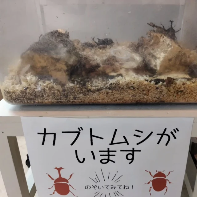 カブトムシが遊びに来ています。
御殿場市民会館に来たら受付横のケースの中を覗いてみてね♪
何匹見つけられるかな??
カブトムシが活発に動き出すのは17時頃からのようですよ。
#カブトムシ #カブトムシ飼育 #御殿場市民会館 #gotembagram #gnews3776 #gotembasen_net #gotembashiminkaikan #gotemba