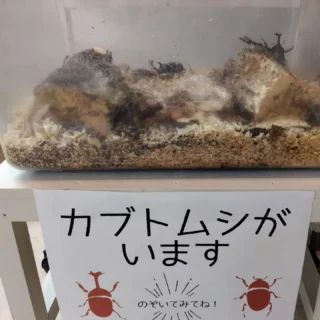 カブトムシが遊びに来ています。
御殿場市民会館に来たら受付横のケースの中を覗いてみてね♪
何匹見つけられるかな??
カブトムシが活発に動き出すのは17時頃からのようですよ。
#カブトムシ #カブトムシ飼育 #御殿場市民会館 #gotembagram #gnews3776 #gotembasen_net #gotembashiminkaikan #gotemba