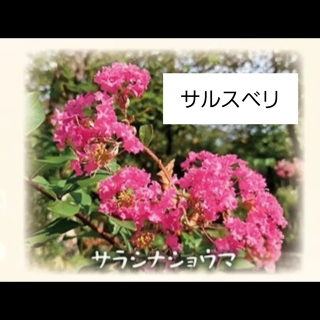 micri秋号 掲載記事誤記のお詫び
micri vol.54 13ページに記載いたしました、秩父宮記念公園内で秋に見頃を迎える植物の紹介のなかに誤りがありましたこと、お詫び申し上げます。
画像1枚目のサラシナショウマと記載している植物は『サルスベリ』です。
現在園内で開花しております。(例年7月~9月中旬)
サラシナショウマは2枚目3枚目の植物です。
例年10月頃に開花いたします。
今後このような誤りがないよう確認を徹底してまいります。
この度は誠に申し訳ありませんでした。
#秩父宮記念公園
#micri秋号