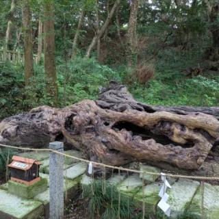 10/6は、常陸の国パワースポットご参拝へ行ってきました！

朝早い出発でしたが、茨城の3つの神社と那珂湊おさかな市場・道の駅を巡ってきました！

この日は、最強開運日といわれる良い日で、金運UP＆幸運を祈願しました‼️

市場のお刺身も新鮮で大変美味しく、お客様の中には「大きな大きな牡蠣を食べてきたよ！」と。

道の駅では、つぼ焼き芋と芋けんぴの出来上がりのタイミングが合わないため、残念ながら購入できず💦

またの機会に持ち越しですね😓

また神社巡りツアーを造成するので、またその時に💦

2026年1月には、成田山を巡る人気のコースを開催します！

成田山表参道でゆったりお買い物、香取神宮・鹿島神宮参拝、国産鰻重の昼食に、厄除け団子のお土産付き！こちらも朝早い出発ですが、大型バスでゆったり巡るので、充実した１日をお過ごしいただけます♪

ご参加いただいたお客様、ありがとうございます！
今後ともよろしくお願いします🙇

#富士山　#御殿場　#富士登山　#ハイキング
#トレッキング　#富士山みくりやの旅
#御殿場アウトレット　#神社　#パワースポット
#開運　#バスツアー　#泉神社　#一言主神社
#酒列磯前神社　#那珂湊おさかな市場　#道の駅
#観光　#旅行　#景色　#日帰りツアー
#japan　#travel　#photogram　#gotembagram
#hiking　#trek　#tour