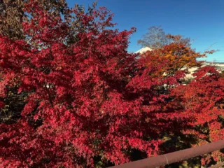 桜公園からお知らせします。
桜公園の紅葉も、かなり色づいてきました。
気温もちょうど良く、お散歩日和です。

#御殿場市桜公園
#御殿場市中央公園
#富士山
#mt.full
#紅葉
#秋
#散歩