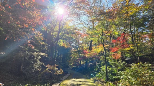 11月下旬、朝晩冷え込み、霜も降りる日もでてきた秩父宮記念公園。
ここ一週間で紅葉の色付きが進み、見頃を迎えようとしております🍁

本日は朝から澄んだ青空の下、太陽に照らされ紅葉した葉が輝くようでした。
本日11月21日よりライトアップを開催いたします。
闇夜に照らされた幻想的な姿をお楽しみください。

ライトアップは
11月21日(金)～24日(月)
11月28日(金)～11月30日(日)
にて開催いたします。
ライトアップの準備のため16:30~17:30の間は一時閉園いたします。
17:30まで売店休憩所にてお待ちいただくことは可能です。
最終入園は20:00、閉園は20:30です。

11月22日(土)、23日(日)は
秋のMIYAtei FEStivalを開催いたします。
詳細はホームページなどをご覧ください。

朝夕冷え込みますので暖かい服装でお越しください。

 #秩父宮記念公園
 #紅葉イベント🍁
 #紅葉ライトアップ