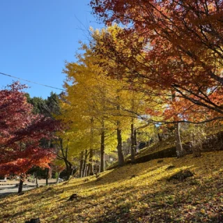 乙女森林公園第1キャンプ場です。
園内の紅葉は見ごろを迎えています。
明日からの3連休は天候にも恵まれそうで、多くの皆様にご利用いただきありがとうございます。
#御殿場市
#乙女森林公園キャンプ場
#第1キャンプ場
#富士山
#紅葉
#富士山の見えるキャンプ場
#金時山
#箱根
#乙女峠