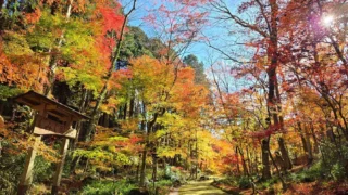 11月最終週の秩父宮記念公園。
明け方まで雨と強い風がつづいたことから、葉が散らされてしまわないか心配しておりましたが、先週よりも鮮やかに錦に色づいた葉は、上の方の葉が落ちたことで重なりすぎていた枝葉が明るく陽射しをうけ、今がいちばんの見頃となっております🍁
色とりどりの葉がふかふかの絨毯となり、足元もお楽しみいただけます。
冷たい雨によって富士山も裾野の方まで雪化粧し、本格的な冬の訪れが近いことを教えてくれます。

今夜からライトアップを再開いたします。
最終日は11月30日(日)です。
ライトアップの準備のため16:30～17:30の間は一時閉園いたします。
※ライトアップの画像は先週の様子です。
最終入園は20:00、閉園は20:30です。

休憩所では夜間あたたかい甘酒などをご用意しております。
夜は冷え込みますので、暖かい服装でお越しください。

 #秩父宮記念公園
 #紅葉🍁
 #紅葉ライトアップ