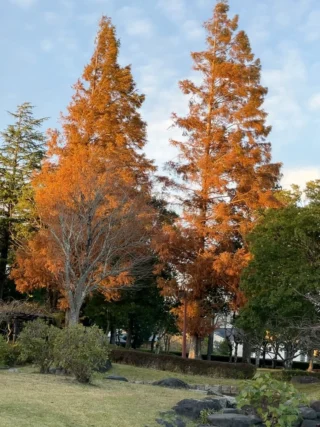紅葉したメタセコイアも夕日にあたるとキレイですね🌲🍁

#御殿場市
#中央公園
#秋の夕暮れ