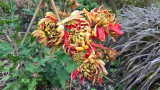 11月最後の週末、秋も終盤の秩父宮記念公園。
節花エリアでは菊が見頃を迎えております。

まだまだ暑さの残る9月末、ご縁があり、函南にある田方農業高校の皆様が大切に育ててくださった菊を園内に植えていただきました。

植えた当時はまだ小さな蕾が姿を現した状態で、どんな花が咲くのかドキドキしておりました。
11月に入ると蕾が膨らみだし少しずつ開花、11月下旬にやっと見頃を迎え、紅金と黄色の艶やかな花が園内を彩っております。
ご来園の際は紅葉とともにぜひ見頃を迎えた菊たちもご覧下さい。

田方農業高校の皆様、素敵な菊を育ててくださりありがとうございました！

 #秩父宮記念公園
 #秋の庭園
 #菊