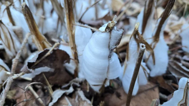 12月28日、今年最後の開園は雲一つない快晴、凍みる寒さで迎えた秩父宮記念公園。
今朝は氷点下５℃、ロックガーデンではシモバシラの霜柱が現れました❄
陽光が射し込むようになると真っ白な飴細工のような色から徐々に溶けだし、光が透けていく姿も美しいです。
本日は気温が低いため昼前でも霜柱が溶けきらずに少し残っておりましたが、真っ白な霜柱をご覧になりたい方は開園すぐの時間にご来園ください。
(※シモバシラの霜柱は気温や天候によって現れない日があります。)
現在見頃を迎えており、茎が傷つくにつれて少しずつ小さくなってまいります。
例年1月上旬ごろまでが見頃となっております。

園内からは美しい雪化粧した富士山もご覧いただけます。
12月上旬から中門の工事や、隣接しているエリアのヒノキの伐採を行っております。
開園当初からずいぶんと成長したヒノキによって富士山が年々見えにくくなっておりましたが、一部エリアを伐採したことでこれまで見ることができなかった位置からも富士山が見えるようになりました。
伐採を行った場所は新エリアとして生まれ変わります。
ご来園いただいた皆様に楽しんでいただける場所になるよう、スタッフ一同励んでまいります。
どんなエリアになるか楽しみにお待ちください。

園内ではスノードロップやサザンカ、ツバキが咲き、お正月に縁起のよい植物として知られる十両や万両などの実もご覧いただけます。
ロウバイやハクモクレンの蕾も少しずつ大きくなり、まだ遠い春に向けて準備を始めております。

新年は1月2日から開園いたします。
2日、3日は甘酒の無料配布(数量限定)
休憩所ではお正月を彩る山野草展(1/2～1/9)
3日は三味線の演奏もございます。
ごゆっくりお楽しみください。

本年もご来園いただきありがとうございました。
よいお年をお迎えください。

 #秩父宮記念公園
 #シモバシラ
 #萱葺母屋
 #雪化粧富士山
 #冬の庭園