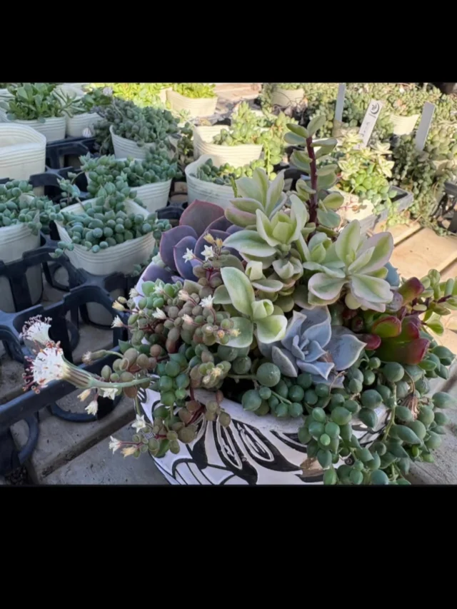 ❄ワークショップのお知らせ❄

2月の森の循環ワークショップは
『多肉植物寄せ植えワークショップ』です🌱

器と多肉植物を選んでいただき、植え方のコツを学びながら自由に寄せ植えを作っていただきます。
初心者の方にも楽しく寄せ植えしていただけます。

世界にひとつだけのお気に入りの寄せ植えを作って、色とりどり形も様々な多肉植物と一緒に過ごしてみませんか。

開催日　2月15日(日)
時　間　10:00～　( 1～2時間ほど)
会　場　秩父宮記念公園　体験学習室
定　員　10名　[要予約]
参加費　5,000円(材料費、入園料、駐車料金込み)
　　　　※器サイズ　直径20~30cmほど
　　　　※画像の寄せ植えは講師の作品であり、イメージです。
講　師　渡邉花園　渡邉尚美氏
　　　　@watanabekaennnnn
持ち物　エプロンまたは汚れても構わない服装、
　　　　ハサミ、ピンセット
　　　　※ハサミ、ピンセットはこちらでご用意もあります。
お問い合わせ　秩父宮記念公園　0550 82 5110

1月中旬の現在、園内は最低気温が氷点下の日が続き、冷たい風に凍える日々が続いておりますが、うぐいす亭付近のロウバイがぽつりぽつりと開花をはじめ、三峰窯付近のロウバイも間もなく開花をはじめそうです。
うぐいす亭横のアカバナマンサクや節花エリアの早咲きのウメも蕾の中から花弁が見えるようになり、
足下ではフクジュソウや早咲きのクリスマスローズの蕾がいつの間にか顔をだして、2月中旬のワークショップの頃にはどれほど咲いているでしょうか。

まだまだ寒い日はつづきますが、少しずつ春へ向かう園内の植物たちもぜひご覧ください。

 #秩父宮記念公園
 #茅葺母屋
 #ワークショップ
 #多肉植物
 #春待つ庭園