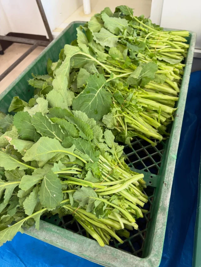 .
　
御殿場市民会館カルチャー
地場産にこだわった教室 ～水かけ菜漬～
開催のお知らせ📢
　
　
御殿場で育った水かけ菜を使って
美味しい漬けものの作り方を学びます。
水かけ菜漬づくりにチャレンジしてみませんか？
　
講師による水かけ菜を使ったレシピもご紹介します。
　
　
▶︎ 開  催  日　2／26（木）
▶︎ 開催時間　①10:00～12:00
　　　　　　②13:00～15:00
▶︎ 場　　所　御殿場市民会館　調理実習室
▶︎ 受  講  料　各1,800円（税・材料費込）
▶︎ 対　　象　一般（18歳以上）
▶︎ 定　　員　各16名
　
　
お申し込みは電話または窓口にて受付中です。
お気軽にお問合せください🙇‍♂️✨
　
主催・問合せ
御殿場市民会館 📞 0550-83-8000