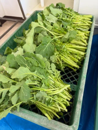 .
　
御殿場市民会館カルチャー
地場産にこだわった教室 ～水かけ菜漬～
開催のお知らせ📢
　
　
御殿場で育った水かけ菜を使って
美味しい漬けものの作り方を学びます。
水かけ菜漬づくりにチャレンジしてみませんか？
　
講師による水かけ菜を使ったレシピもご紹介します。
　
　
▶︎ 開  催  日　2／26（木）
▶︎ 開催時間　①10:00～12:00
　　　　　　②13:00～15:00
▶︎ 場　　所　御殿場市民会館　調理実習室
▶︎ 受  講  料　各1,800円（税・材料費込）
▶︎ 対　　象　一般（18歳以上）
▶︎ 定　　員　各16名
　
　
お申し込みは電話または窓口にて受付中です。
お気軽にお問合せください🙇‍♂️✨
　
主催・問合せ
御殿場市民会館 📞 0550-83-8000