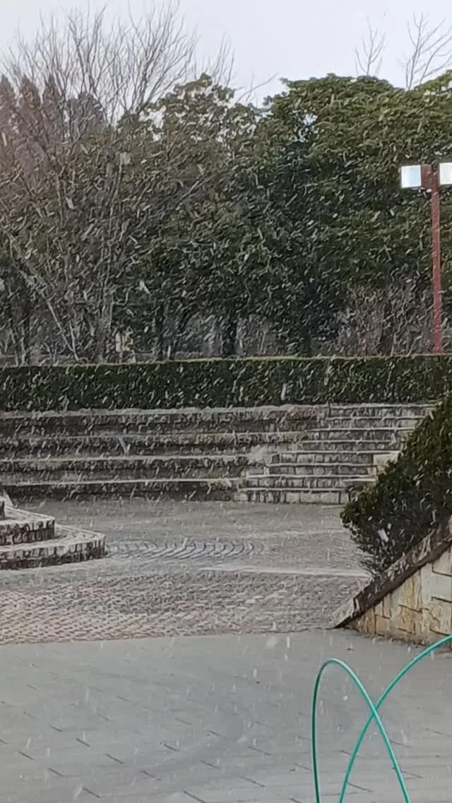 雪が舞ってます❄

#御殿場市中央公園 
#ミクリ
#メダカ