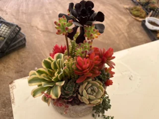 秩父宮記念公園、今週末２/15(日)の『多肉植物寄せ植えワークショップ』受付中です🌱

一枚目の画像は見本の寄せ植えイメージです。
器サイズは20センチほど、植える多肉植物も器もお好きなものを選んでいただけます(2枚目画像が器の一例です)。

さらに、今回参加される方には特別に+1,000円でミニ寄せ植えも作っていただけます！器のサイズは６cmほどです。(三枚目画像イメージ)

世界に一つだけの多肉植物寄せ植えを作って、お家の中を彩ってみませんか？
作り方や育て方のコツを学びながらお気に入りの寄せ植えを作ってみましょう🌱

開催日　2月15日(日)
時　間　10:00～
参加費　5,000円(材料費、入園料、駐車場料金)
　　　　+1,000円(ミニ寄せ植え分※参加される方の中で希望される方)
講　師　渡邉花園　渡邉尚美氏
　　　　@watanabekaennnnn
持ち物　エプロンまたは汚れても構わない服装、ハサミ、ピンセット
　　　　※ハサミ、ピンセットはこちらでご用意もあります。

 #秩父宮記念公園
 #多肉植物寄せ植え
 #ワークショップ
 #緑のある生活
 #春待つ庭園