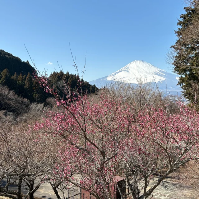 梅の香りがほんのり漂っています。
乙女森林公園キャンプ場内の梅は、ちらほら咲き始めました。
#梅の花
#梅の花と富士山
#富士山
#乙女森林公園
#乙女森林公園キャンプ場
#御殿場市
#富士山の見えるキャンプ場
#金時山
#箱根
#ミクリ
#micri