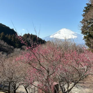 梅の香りがほんのり漂っています。
乙女森林公園キャンプ場内の梅は、ちらほら咲き始めました。
#梅の花
#梅の花と富士山
#富士山
#乙女森林公園
#乙女森林公園キャンプ場
#御殿場市
#富士山の見えるキャンプ場
#金時山
#箱根
#ミクリ
#micri