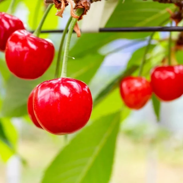 ツアー催行状況のお知らせ♪
2026年　4〜7月

【催行決定】
■4/18(土)春の山野草摘みと みくりや蕎麦
■4/24(金)新緑の高尾山ハイキング
■6/11(木)さくらんぼ狩り食べ放題＆甲斐の国三寺社巡り
■7/14(火)霧ヶ峰最高峰 車山トレッキング

※6/11と7/14はキャンセル待ちです。

あと数名で催行が決定するものは以下のプランです！
□4/4(土)富士山眺望と東山・二の岡の名所を巡る春散歩
□5/12(火)富士山幻の滝と小富士トレッキング
□5/26 (火)「八丁池」森林浴トレッキング

チラシとミクリ発行から、わずか1週間足らずで沢山のお申込みいただきました。
ありがとうございます🙇

まだ、参加可能なプランもございます。
HPまたはお電話でお申込みお待ちしております♪

「富士山みくりやの旅」で検索してくださいね！

引き続きよろしくお願いします。

#御殿場
#富士山
#トレッキング
#富士登山
#ミクリ

御殿場アウトレット
乙女森林公園キャンプ場
秩父宮記念公園