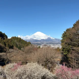 おはようございます。
快晴の朝です。
昨日、乙女森林公園キャンプ場は1日雨でしたが、富士山は雪をまとった冬の姿になっていました。
満開の梅と真っ白な富士山！
#乙女森林公園
#乙女森林公園キャンプ場
#御殿場市
#富士山
#梅の花
#富士山の見えるキャンプ場
#箱根
#金時山
#ミクリ
#micri