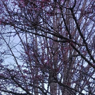 おはようございます。キャンプ場スタッフです。

まだまだ寒い日が続き、富士山も麓まで雪をかぶっておりますが、園内を巡回していたら、小さな春🌸を発見しました。

本日はコテージに空きが多数ありますので、少し早いお花見キャンプいかがですか？
ご来園の前にお電話ください。

#乙女森林公園キャンプ場
#春の訪れ
#お花見キャンプ
#ミクリ
#micri