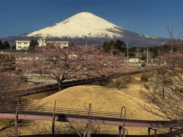 御殿場市、桜公園からお知らせします。
市道側の桜が、富士山を背景に咲き始めました。

#御殿場市桜公園
#富士山
#mtfuji
