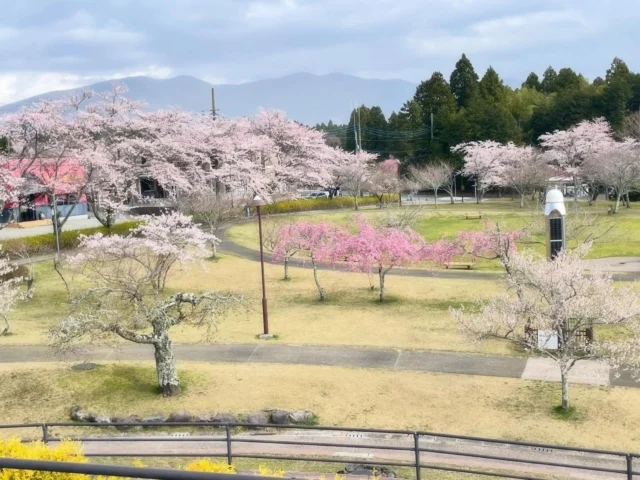 桜公園からお知らせします。
公園内の多様な桜が、咲き誇っています。

#御殿場市桜公園
#桜
#富士山