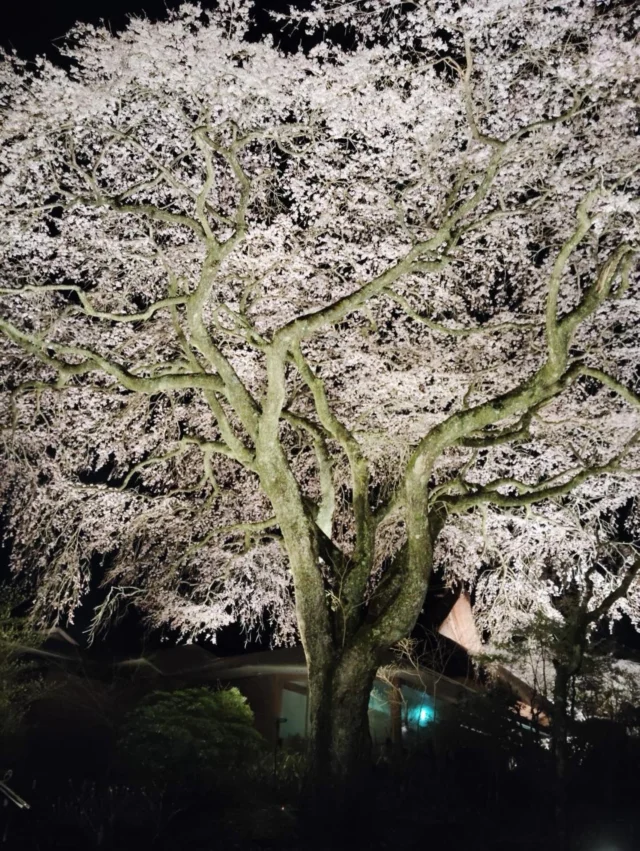.
いつも秩父宮記念公園にご来園いただき、
ありがとうございます。

本日4/6(月)の時点で、
メインのしだれ桜が「落花さかん」となりました。
そのため、桜のライトアップにつきましては、
本日を最終日とさせていただきます。
本年も多くのお客様にご来園いただき、
ありがとうございました。.
.
.
#秩父宮記念公園
#秩父宮記念公園ライトアップ 
#御殿場市 #桜ライトアップ