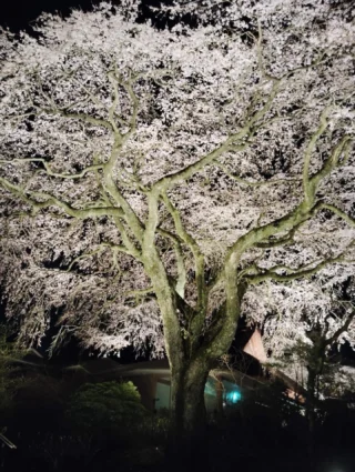 .
いつも秩父宮記念公園にご来園いただき、
ありがとうございます。

本日4/6(月)の時点で、
メインのしだれ桜が「落花さかん」となりました。
そのため、桜のライトアップにつきましては、
本日を最終日とさせていただきます。
本年も多くのお客様にご来園いただき、
ありがとうございました。.
.
.
#秩父宮記念公園
#秩父宮記念公園ライトアップ 
#御殿場市 #桜ライトアップ