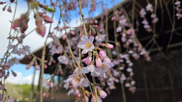 3月も最後の週末、暖かな陽気に秩父宮記念公園内の桜は順調に開花が進んでおります🌸
※開花状況はホームページの桜の開花状況をご覧ください。

園内では本日3月29日まで『椿まつり』を開催いたします。
記念館・母屋にも椿が生けられております。
母屋の窓越しに見えるシダレザクラも素敵です。
園内は春の花たちも次々と咲きだしております。
春の庭園をごゆっくりお楽しみください。

桜のライトアップは3月30日から行います。

 #秩父宮記念公園
 #シダレザクラ
 #リョクガクザクラ
 #椿まつり
 #春の庭園