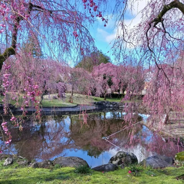 【シダレザクラ開花状況】🌸

御殿場市中央公園です。
シダレザクラにかんする多数のお問い合わせありがとうございます🌸

現在、昨日よりの雨のため、まだ満開にはなっておりません🌸

#シダレザクラ
#お花見
#穴場
#MtFuji
#御殿場市