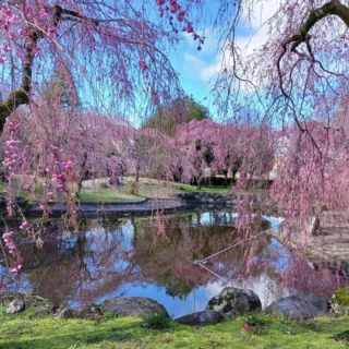 【シダレザクラ開花状況】🌸

御殿場市中央公園です。
シダレザクラにかんする多数のお問い合わせありがとうございます🌸

現在、昨日よりの雨のため、まだ満開にはなっておりません🌸

#シダレザクラ
#お花見
#穴場
#MtFuji
#御殿場市
