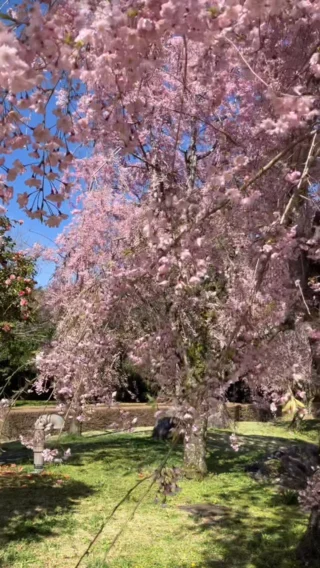 【🌸本日のシダレザクラ開花情報🌸】

おはようございます。
御殿場市中央公園です。
ひょうたん池の回りのシダレザクラは満開です🌸
今日は風が強いので花びらが池に舞い落ちています🌸

#シダレザクラ
#強風
#早めの来園をおすすめ
#花いかだ