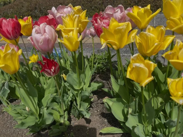 桜公園からお知らせします。
事務所前の花壇のチューリップが、見事に咲いています。

#御殿場市桜公園
#チューリップ
#富士山