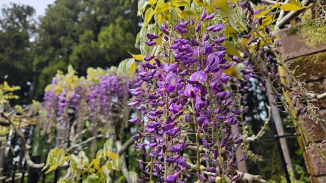 初夏のような陽気がつづき、4月下旬、例年よりも早くフジやクマガイソウが見頃を迎える秩父宮記念公園。
4月24日より管理棟横の藤棚を開放しております。
艶やかな紫や白の花々の下、濃厚な甘い香りもお楽しみください。

また、木道のクマガイソウとともにロックガーデンではアツモリソウもご覧いただけます。

園内ではイカリソウやシャガ、シラユキゲシ、シラーなどが涼しげに咲き、エビネも少しずつ開花が進んでおります。

園内はあっという間に柔らかな新緑に囲まれ、木陰の涼しさが嬉しい季節がやってきます。
散策にぴったりの季節、秩父宮記念公園の春から初夏へ向かう庭園をごゆっくりお楽しみください。

 #秩父宮記念公園
 #藤
 #クマガイソウ
 #新緑の庭園
 #茅葺母屋