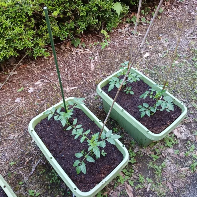 おはようございます。乙女森林公園キャンプ場です。

野菜の収穫体験のための、苗を植えました。
実がなったらお泊まりいただいた皆さんに無料で配布します。
お楽しみに！

#乙女森林公園キャンプ場
#御殿場市
#野菜プランター
#ミクリ
#micri