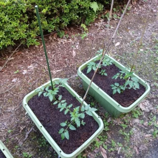 おはようございます。乙女森林公園キャンプ場です。

野菜の収穫体験のための、苗を植えました。
実がなったらお泊まりいただいた皆さんに無料で配布します。
お楽しみに！

#乙女森林公園キャンプ場
#御殿場市
#野菜プランター
#ミクリ
#micri